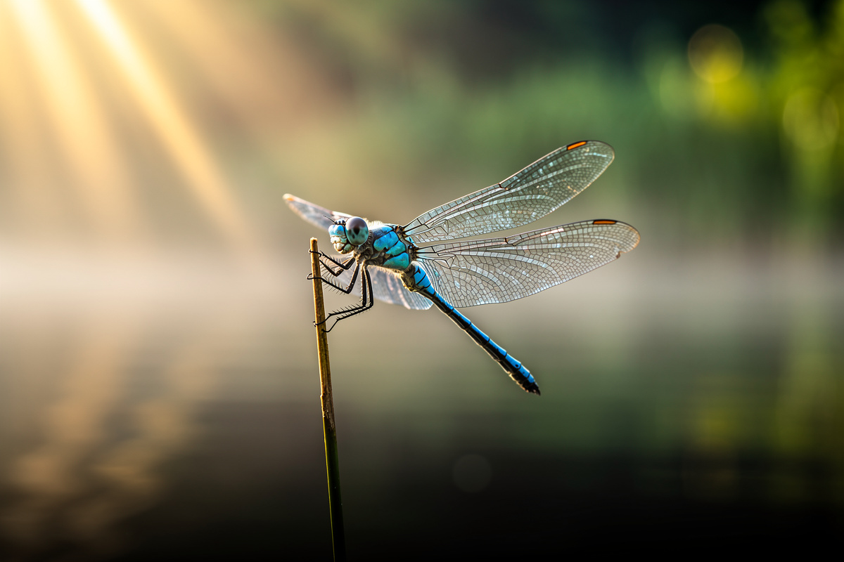 Libellule bleue : quelle est sa signification spirituelle ?